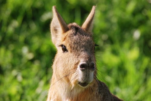 animal looking cute