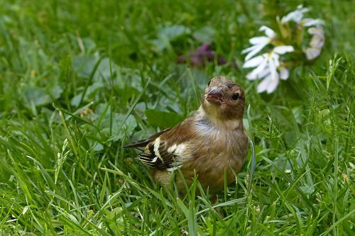 animal bird chaffinch