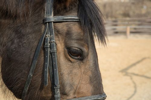 animal horse eye