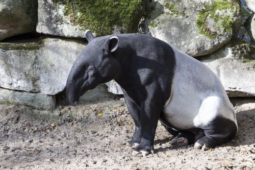 malayan tapir asian tapir animal