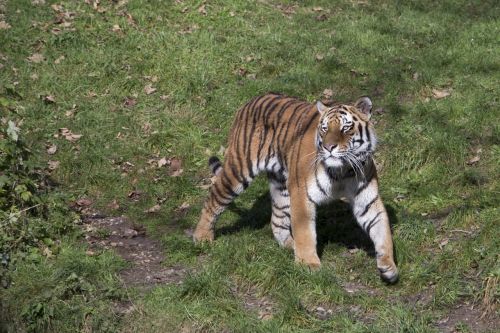 tiger animal nature