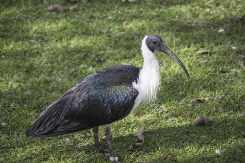 ibis gray long beak
