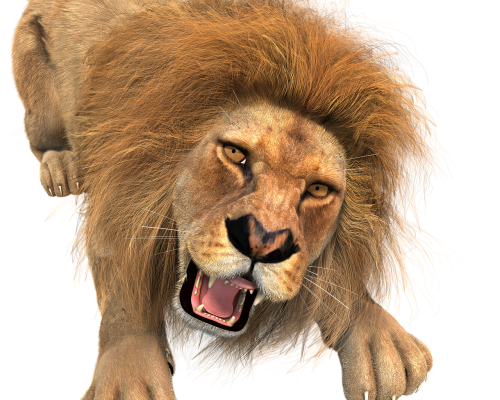animal lion male