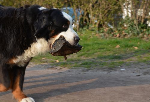 animal dog walk