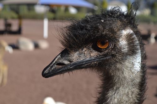 ostrich head bird