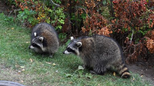 animal raccoon wild