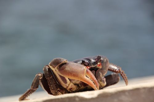 animal crab sea