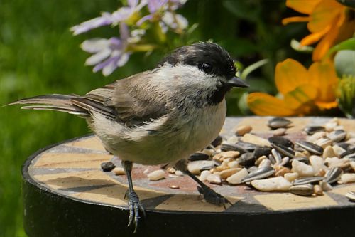 animal bird tit