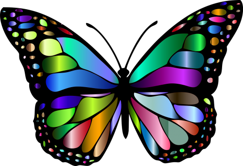 animal butterfly chromatic