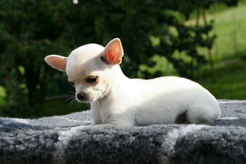 animal dog chihuahua