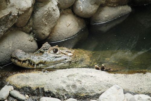 animal reptile cayman