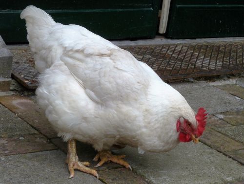 animal chicken legs