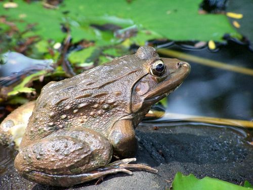 animal frog toad