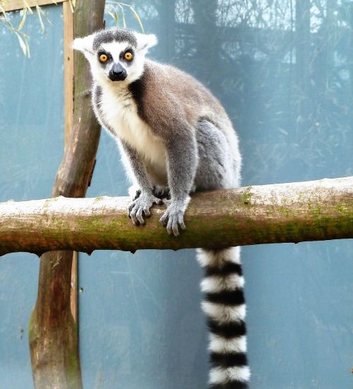 animal monkey ring-tailed lemur