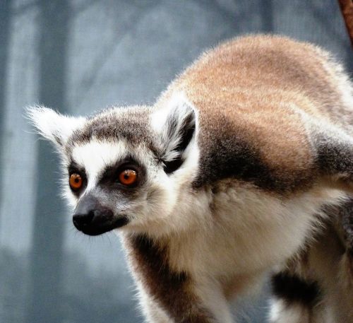 animal monkey ring-tailed lemur