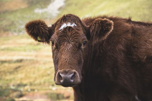 animal cow field