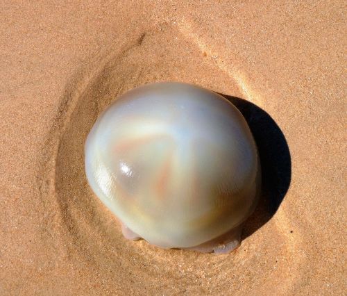 animal jellyfish washed up