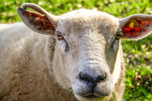animal sheep sheep face