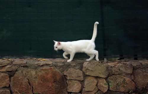 animal cat white cat