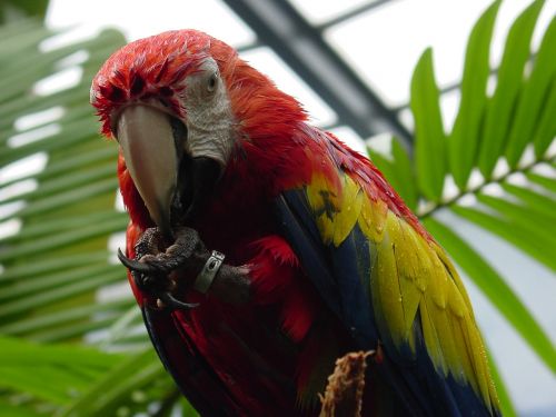 animal parrot plumage