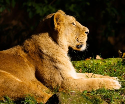 animal predator lion