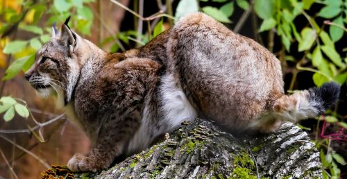 animal lynx cat