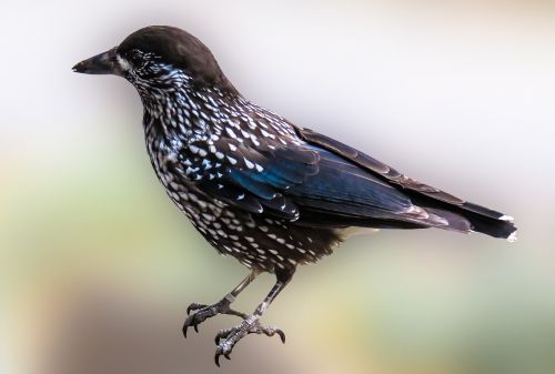 animal bird nutcracker