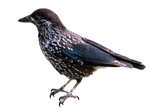 animal bird nutcracker