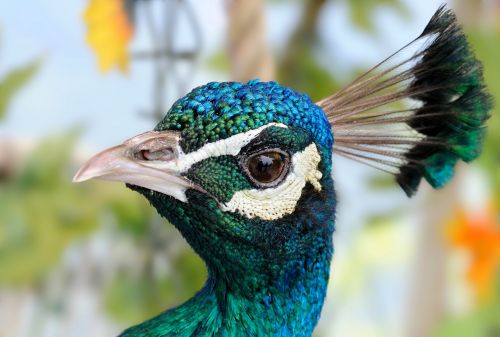 animal bird peacock