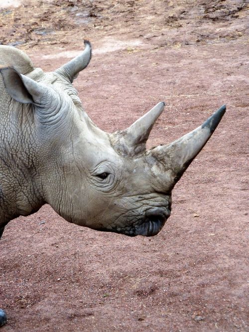animal rhino horn