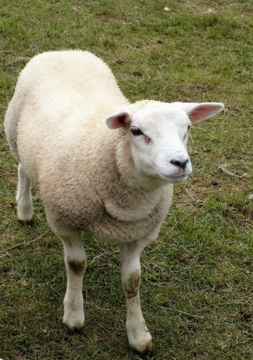 animal sheep lamb