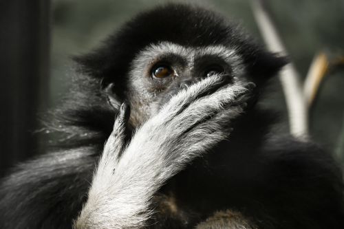 animal monkey gibbon