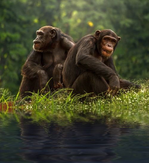 chimp brown bonobo