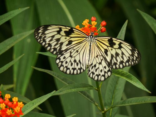 animal butterfly nature