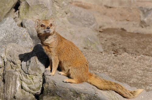 animal animals mongoose