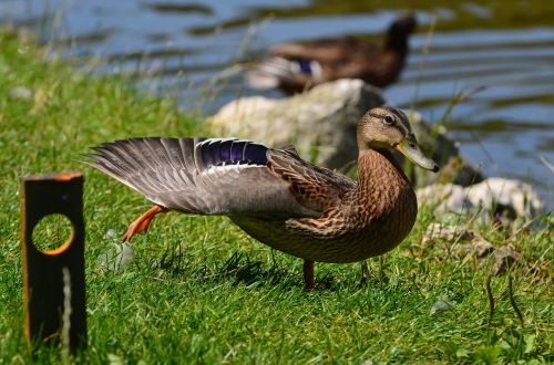 animal duck wildlife