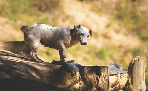 animal animal photography dirty