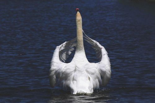 animal animal photography bird