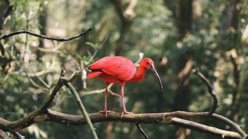 animal animal photography beak