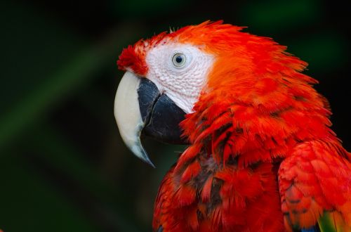 animal bird close-up