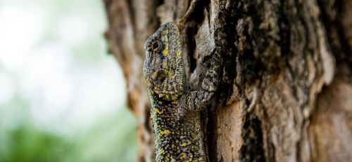 animal close-up lizard