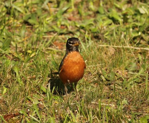 animal beak bird