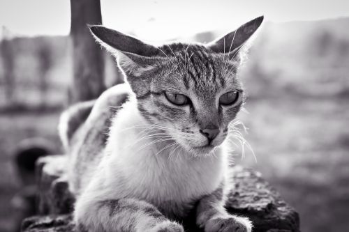animal animal photography cat