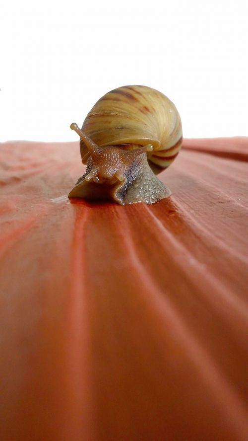 animal gastropod macro