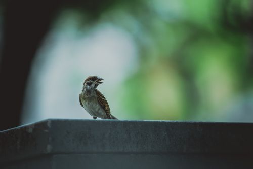 animal animal photography bird