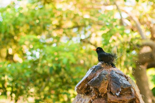 animal animal photography bird