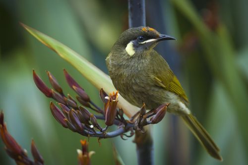 animal animal photography bird