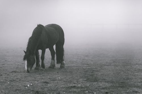 animal animal photography field