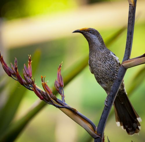 animal animal photography bird