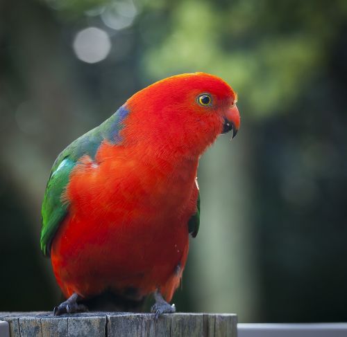 animal animal photography bird